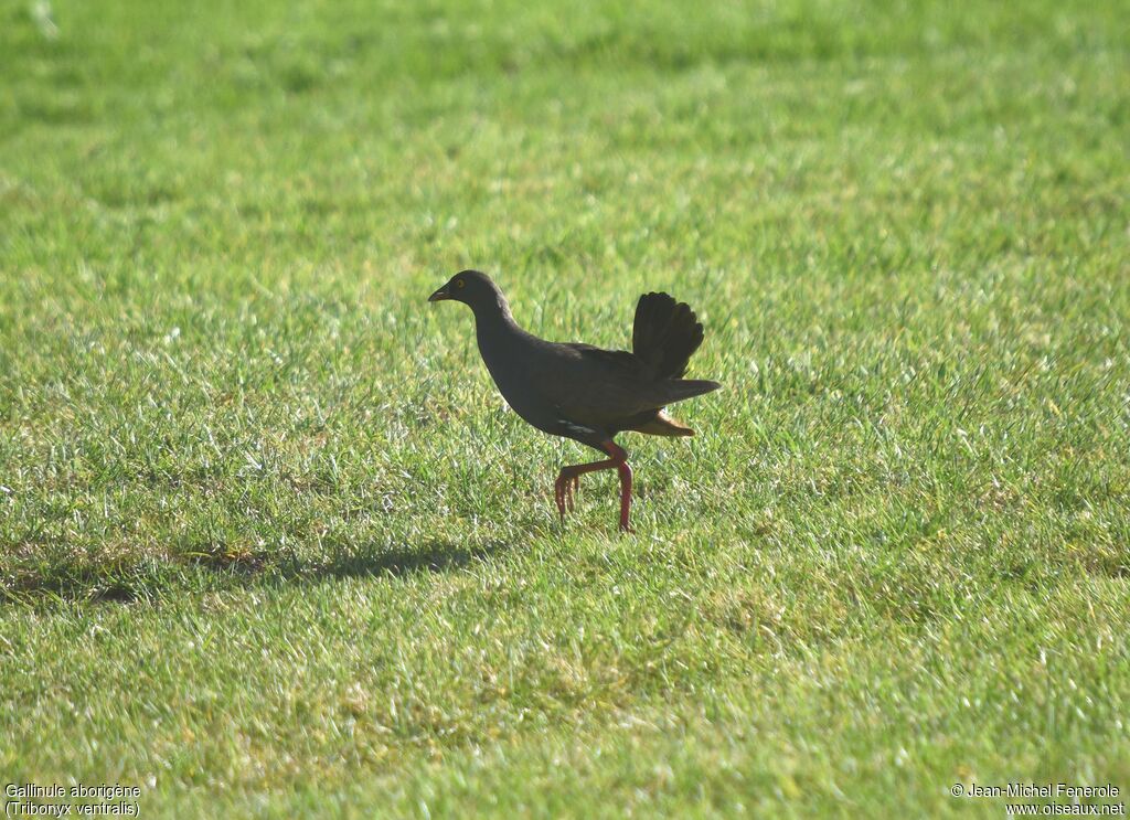 Gallinule aborigène