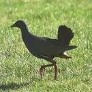 Gallinule aborigène
