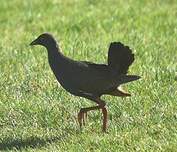 Gallinule aborigène