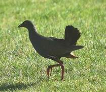 Black-tailed Nativehen