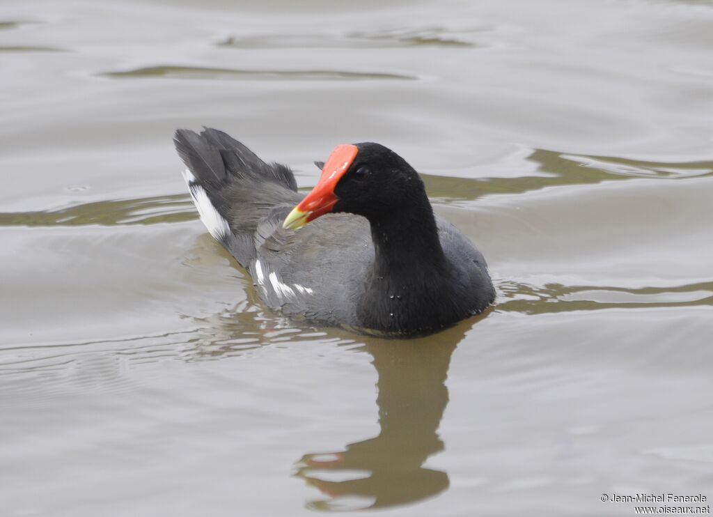 Gallinule d'Amérique