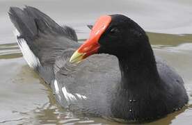 Common Gallinule