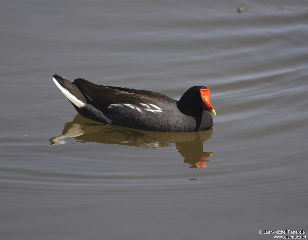 Gallinule d'Amérique