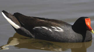 Common Gallinule