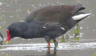 Common Moorhen