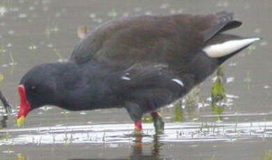 Gallinule poule-d'eau