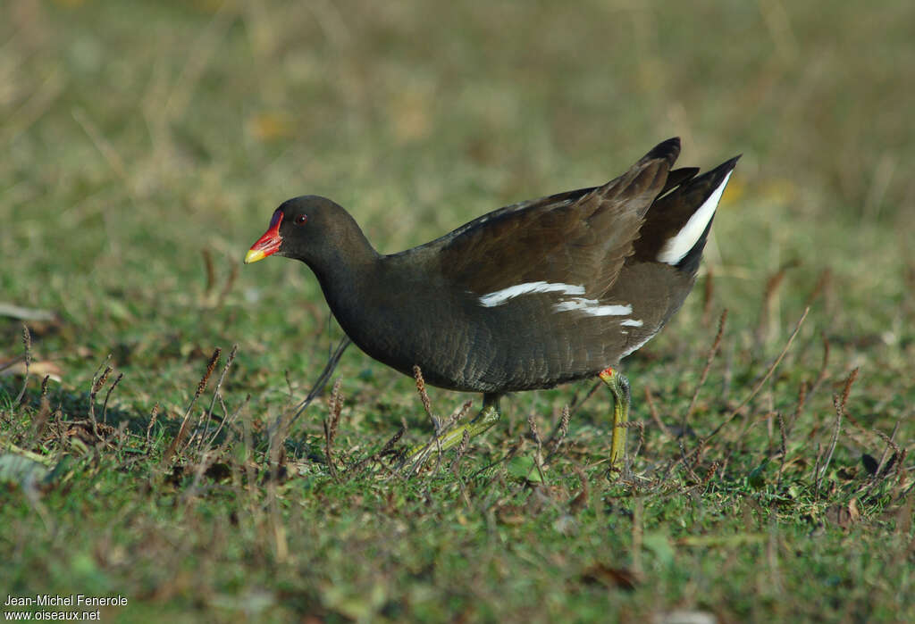 Common Moorhenadult