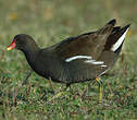 Gallinule poule-d'eau