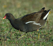 Common Moorhen