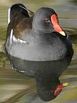 Gallinule poule-d'eau