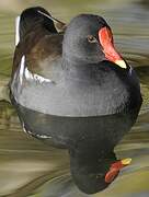 Common Moorhen