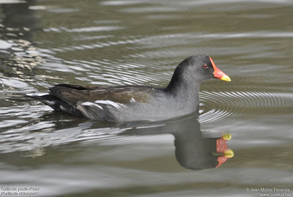 Common Moorhen