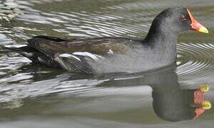 Common Moorhen