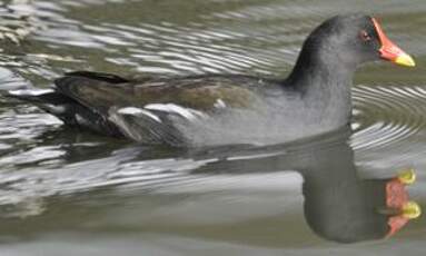 Gallinule poule-d'eau