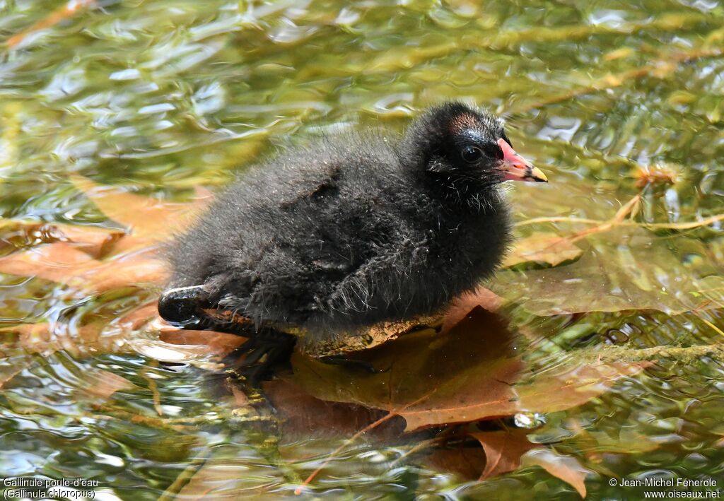 Gallinule poule-d'eauPoussin