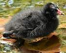 Gallinule poule-d'eau