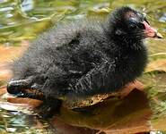 Gallinule poule-d'eau