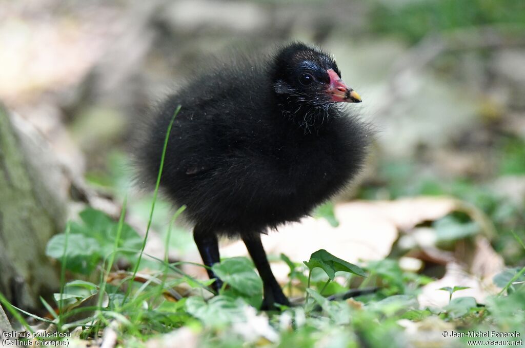 Common Moorhen