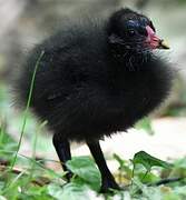 Common Moorhen