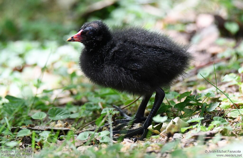 Common Moorhen