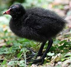 Gallinule poule-d'eau