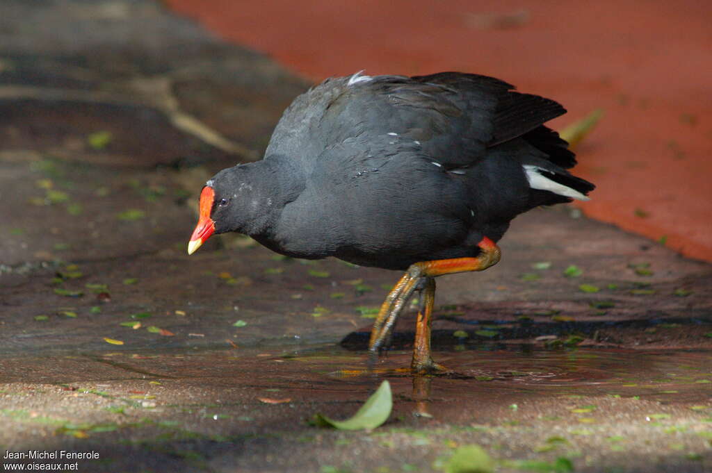 Gallinule sombreadulte, identification