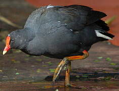 Gallinule sombre