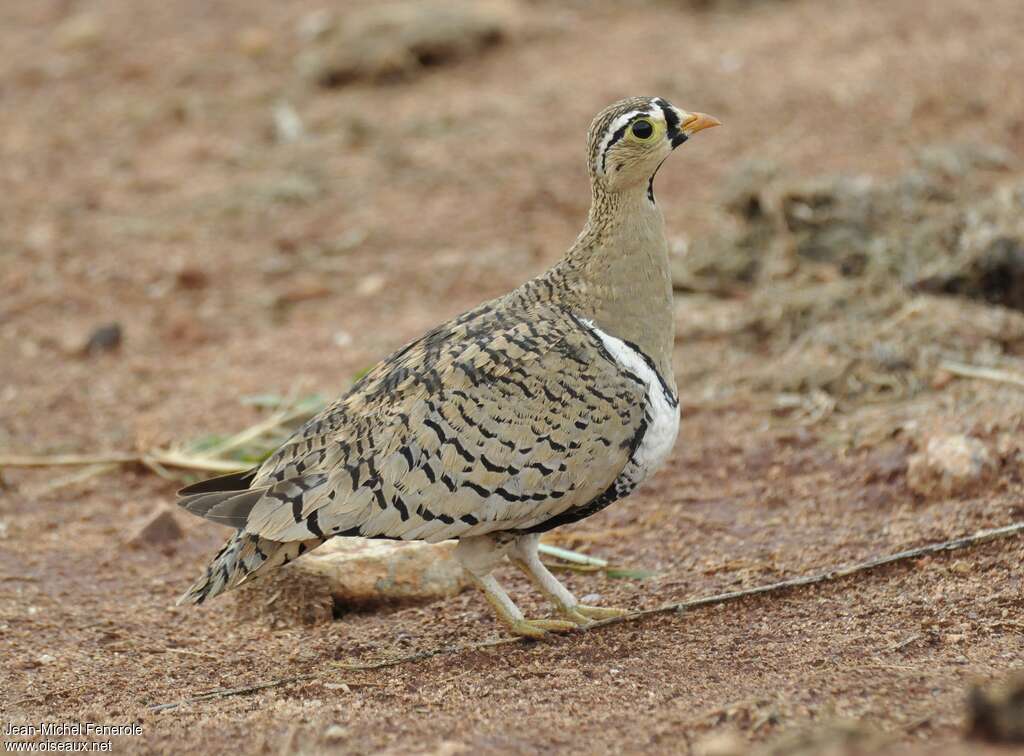 Black-faced Sandgrouse male adult, identification