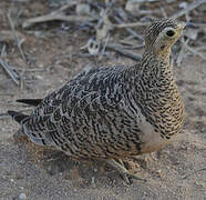 Black-faced Sandgrouse