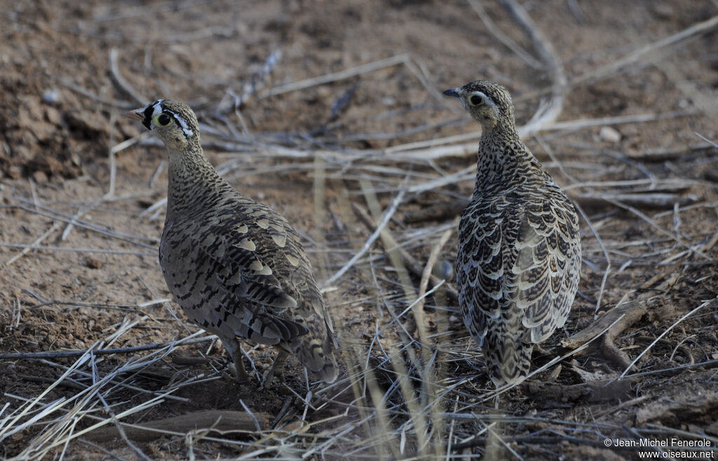 Black-faced Sandgrouse 