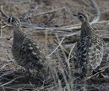 Black-faced Sandgrouse