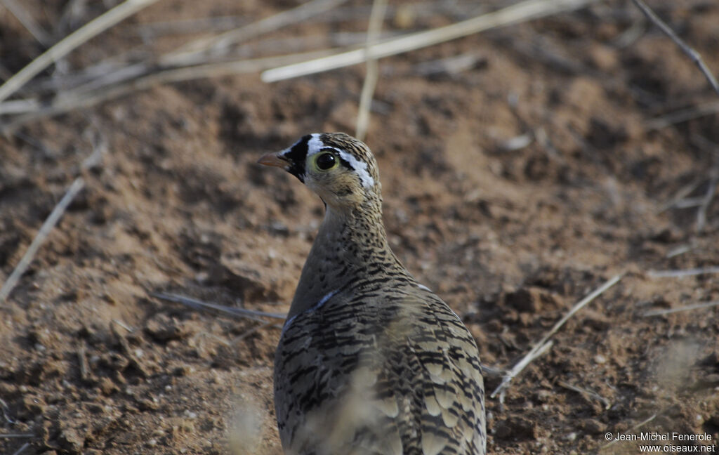 Black-faced Sandgrouse male adult