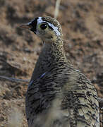 Black-faced Sandgrouse