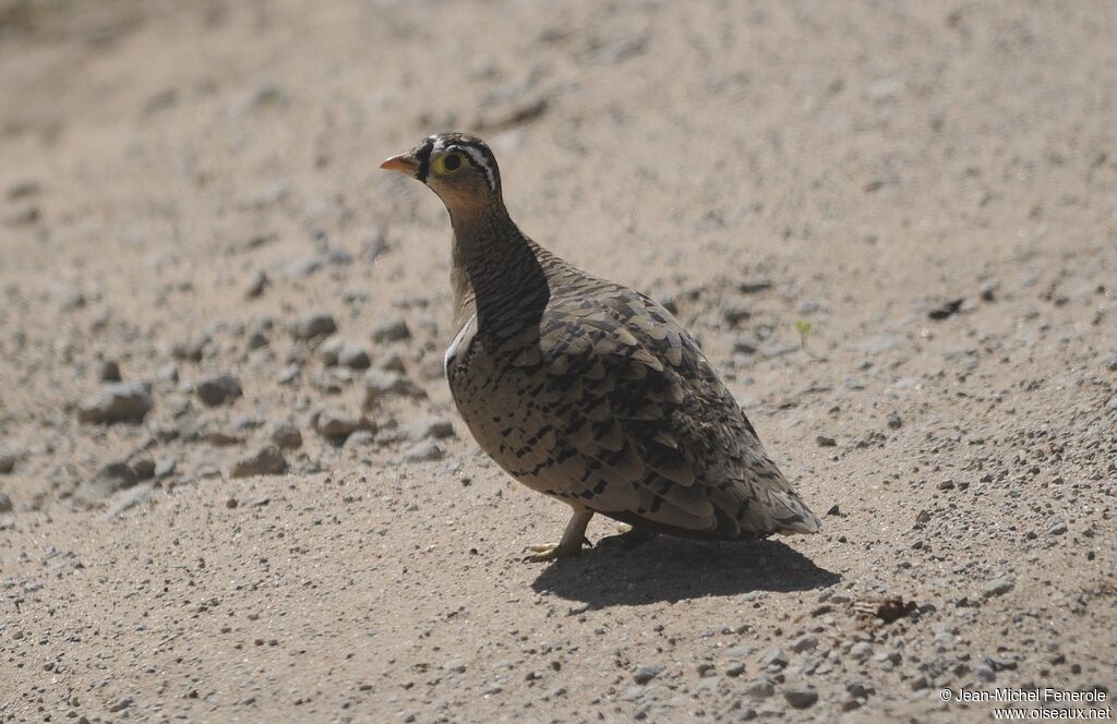 Black-faced Sandgrouse