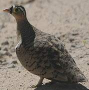 Black-faced Sandgrouse