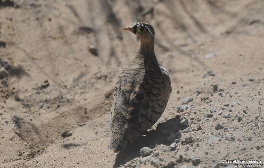 Black-faced Sandgrouse