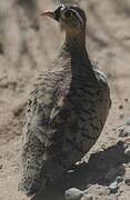 Black-faced Sandgrouse