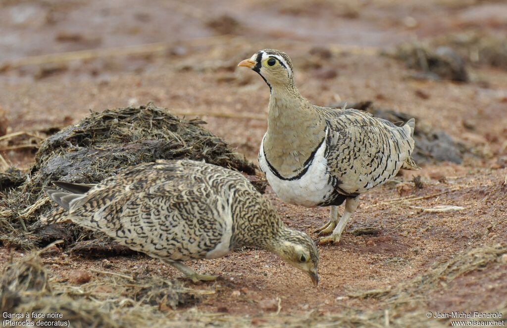 Black-faced Sandgrouse