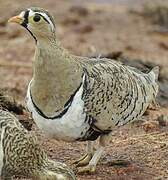 Black-faced Sandgrouse