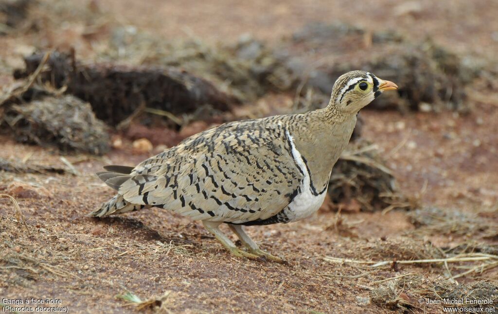 Black-faced Sandgrouse