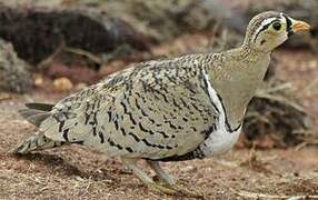 Black-faced Sandgrouse