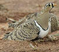 Black-faced Sandgrouse