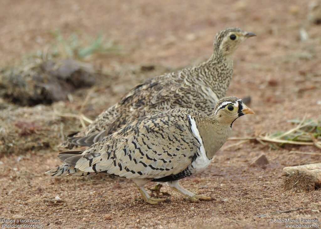 Black-faced Sandgrouse