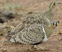 Black-faced Sandgrouse