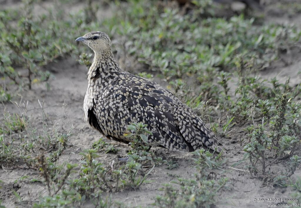 Yellow-throated Sandgrouse female