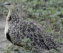 Yellow-throated Sandgrouse