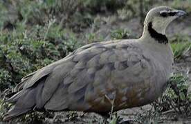 Yellow-throated Sandgrouse