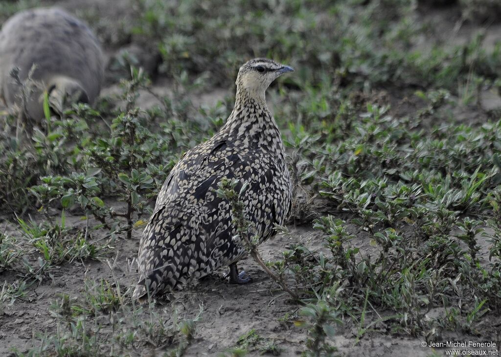 Yellow-throated Sandgrouse female adult