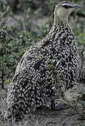 Yellow-throated Sandgrouse