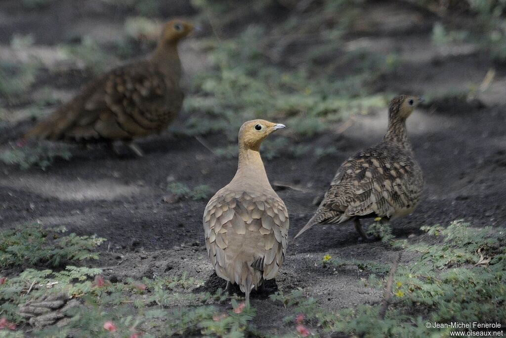 Chestnut-bellied Sandgrouse